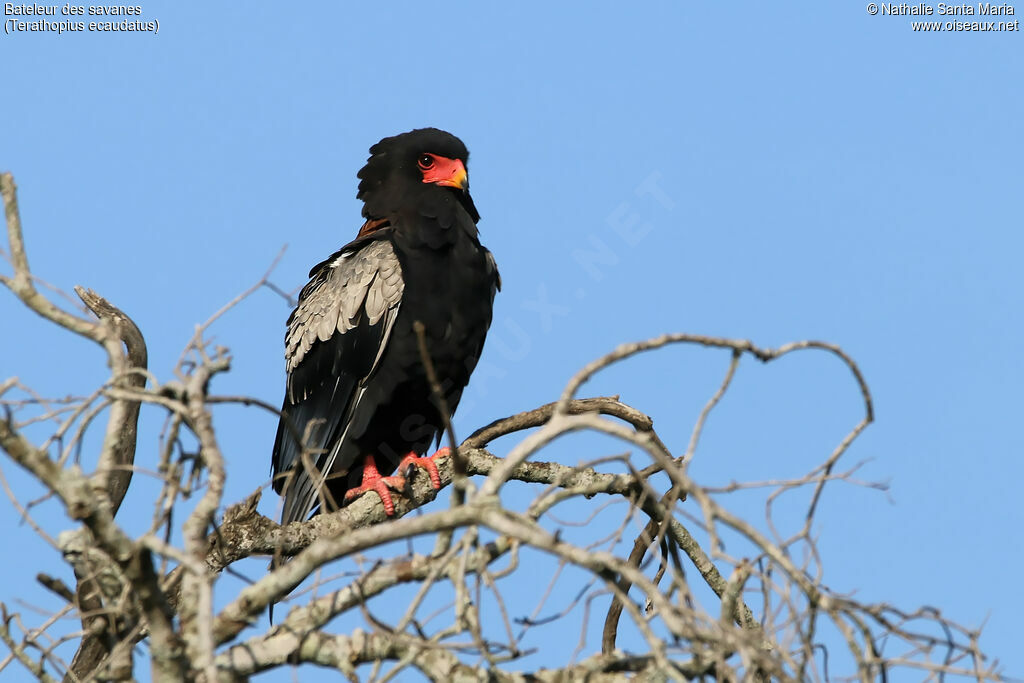 Bateleur des savanesadulte, identification, habitat