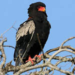 Bateleur des savanes