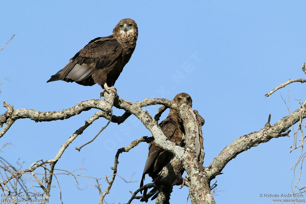 Bateleur des savanesimmature, identification, habitat, Comportement