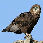 Bateleur des savanes