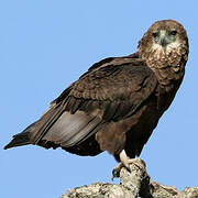 Bateleur