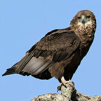 Bateleur des savanes