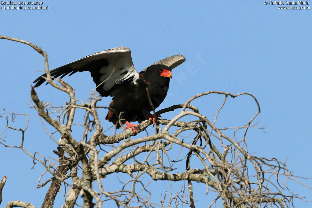 Bateleur des savanesadulte, identification, habitat, Comportement