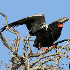 Bateleur des savanes