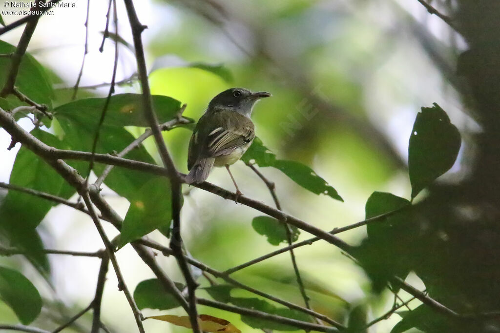 Bec-en-arc cendré adulte, habitat
