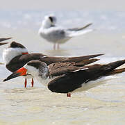 Black Skimmer