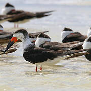 Black Skimmer