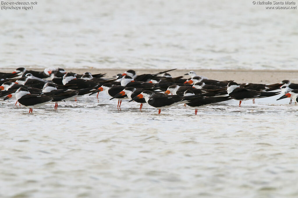 Black Skimmer, habitat