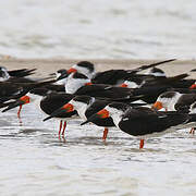 Black Skimmer