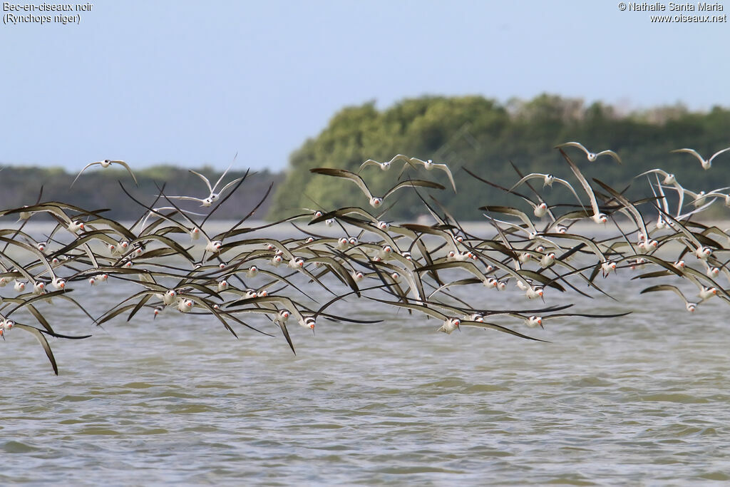 Black Skimmer, Flight