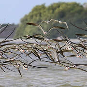 Black Skimmer