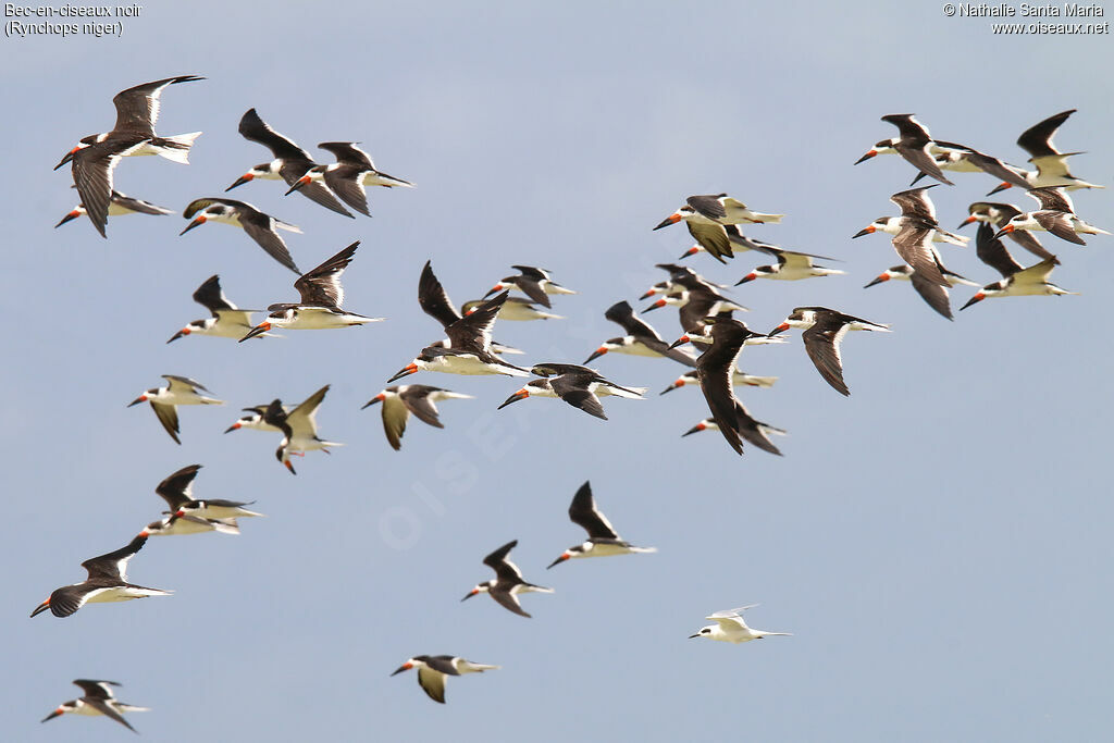 Black Skimmer, Flight