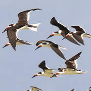 Black Skimmer