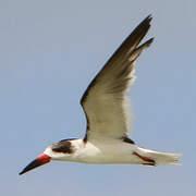 Black Skimmer