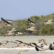 Black Skimmer