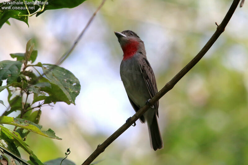 Rose-throated Becard male adult