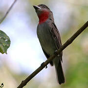 Rose-throated Becard