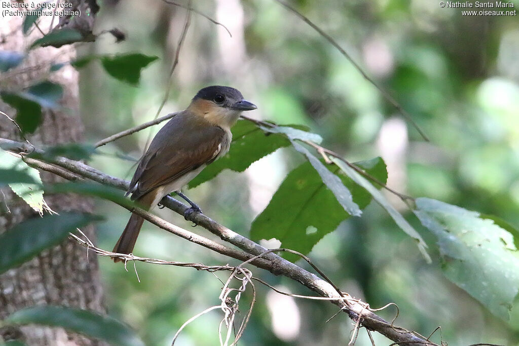 Rose-throated Becard female adult, identification