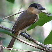 Rose-throated Becard