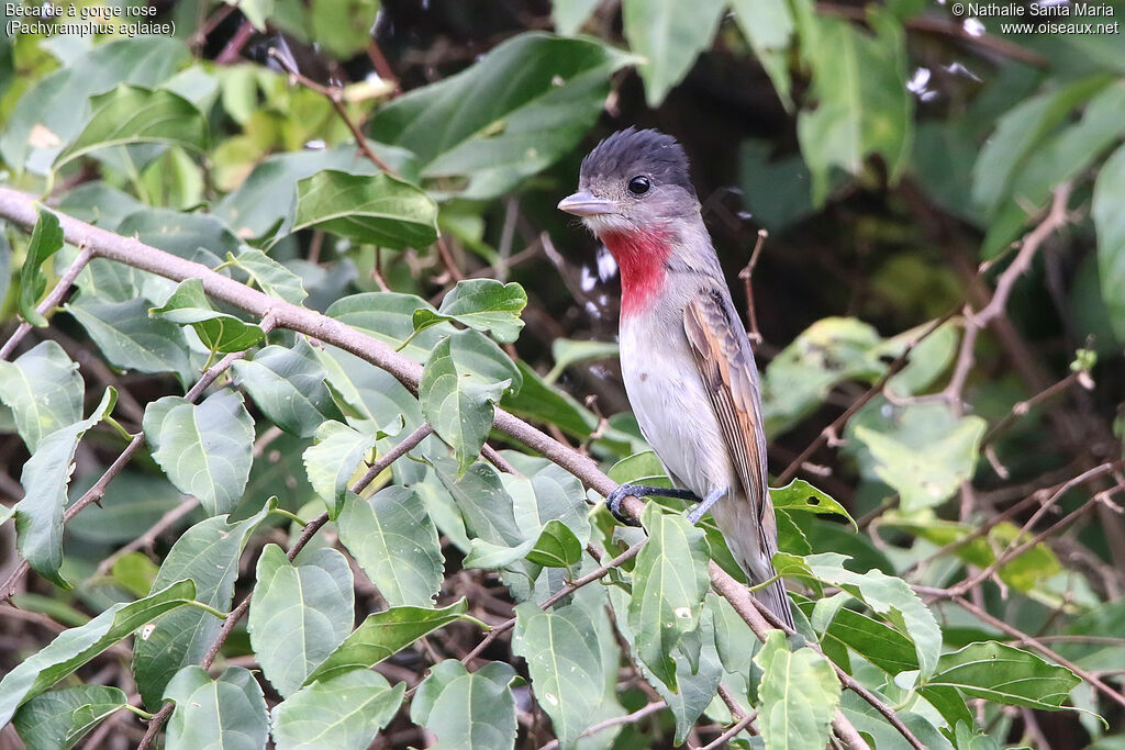 Rose-throated Becard male adult, identification