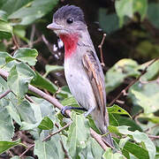 Rose-throated Becard