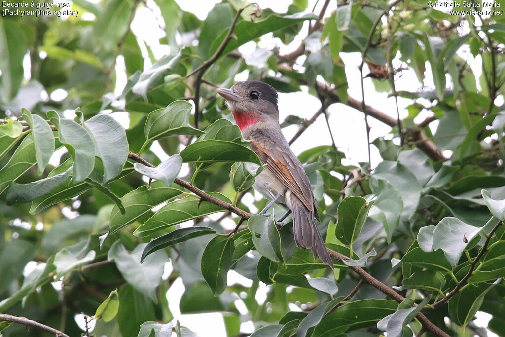 Rose-throated Becardadult, identification