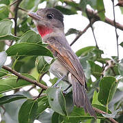 Rose-throated Becard