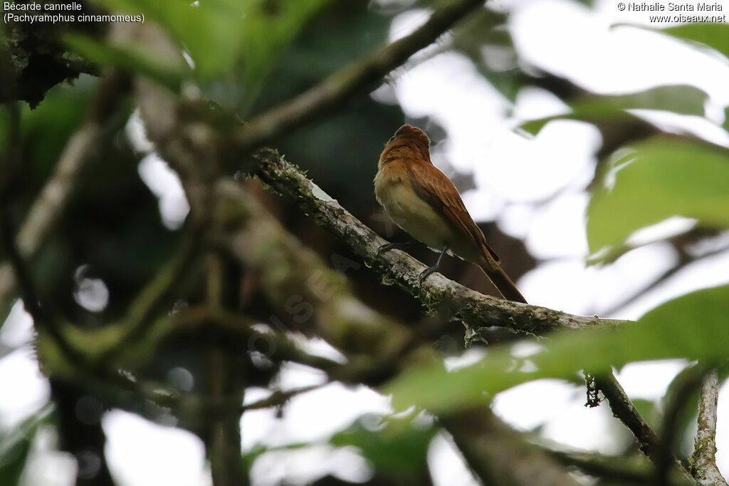 Cinnamon Becardadult, habitat