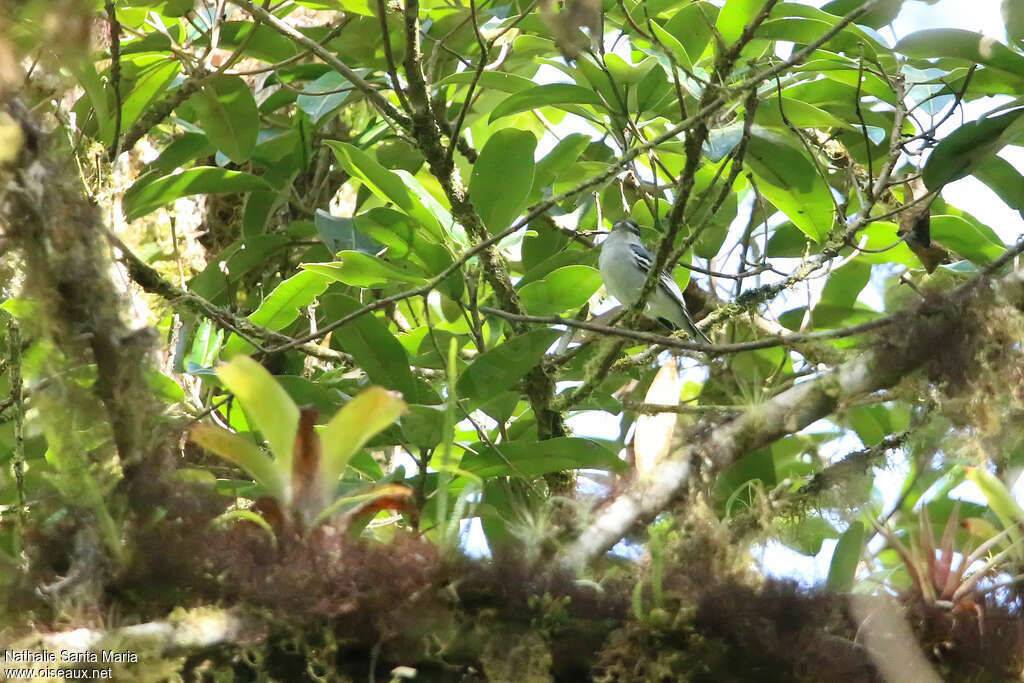 Bécarde de Salvin mâle adulte, habitat