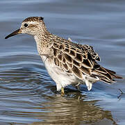 Sharp-tailed Sandpiper