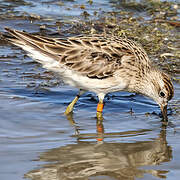 Sharp-tailed Sandpiper