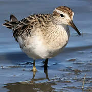 Sharp-tailed Sandpiper