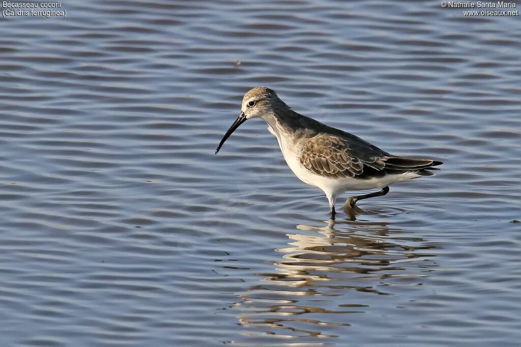 Curlew Sandpiperadult post breeding, walking