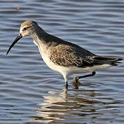 Curlew Sandpiper