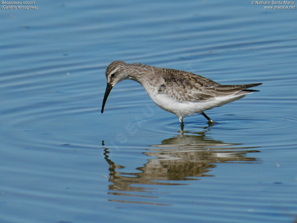 Curlew Sandpiperadult post breeding, identification, walking, fishing/hunting, Behaviour