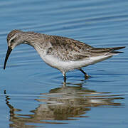 Curlew Sandpiper