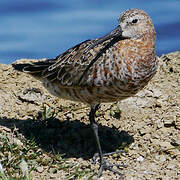 Curlew Sandpiper