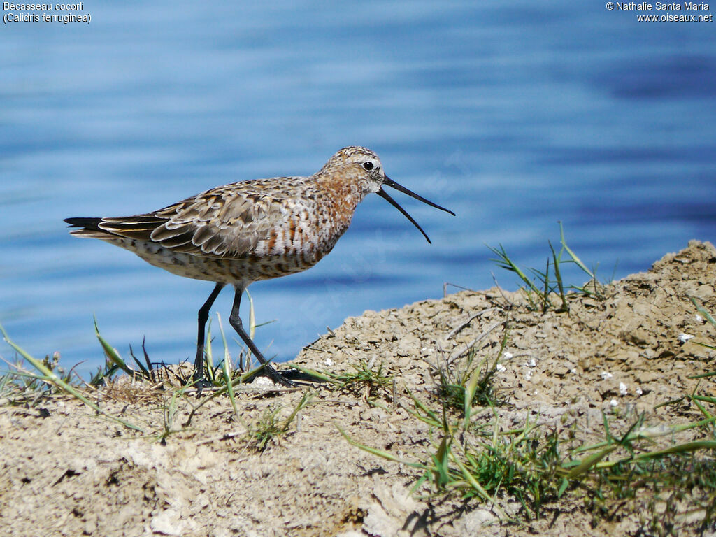 Curlew Sandpiperadult breeding, identification, walking, Behaviour