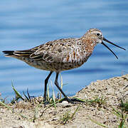 Curlew Sandpiper