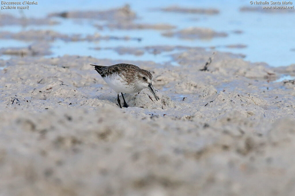 Bécasseau d'Alaska, habitat