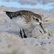 Western Sandpiper