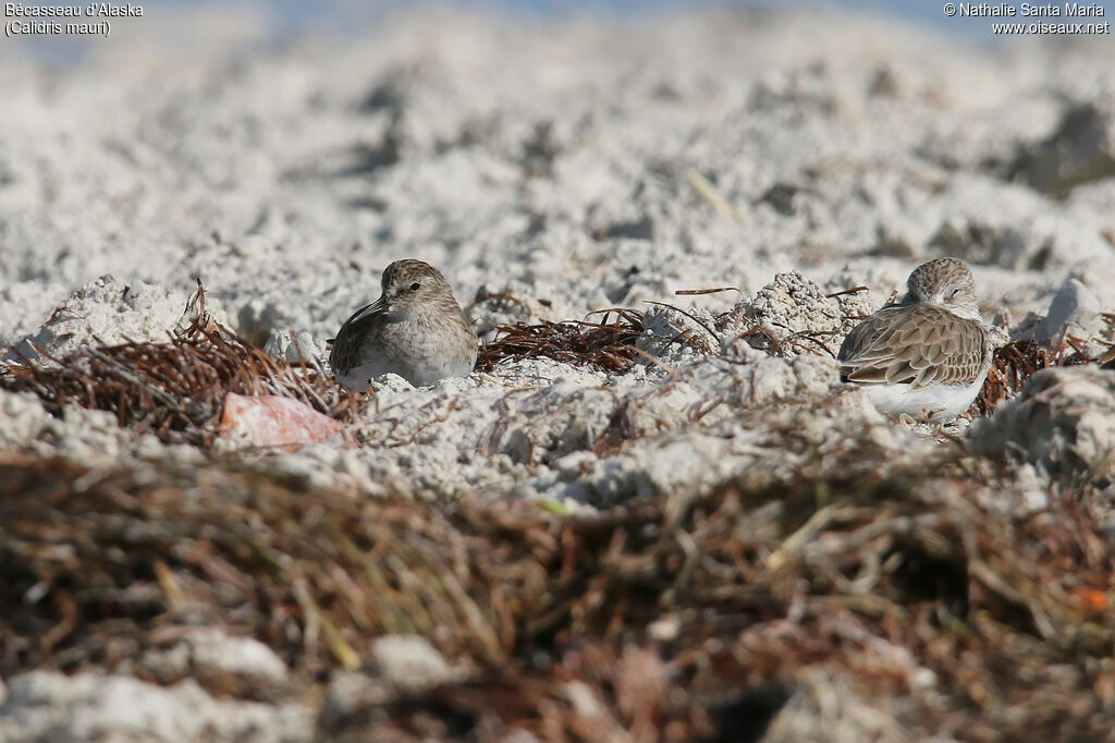 Western Sandpiper, habitat