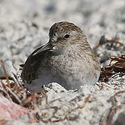 Western Sandpiper