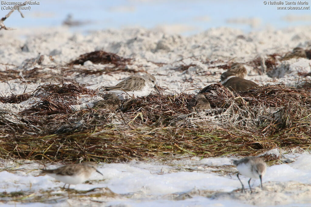 Bécasseau d'Alaska, habitat