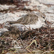 Western Sandpiper