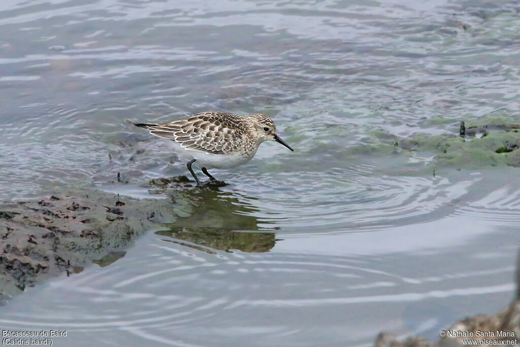 Bécasseau de Bairdadulte, identification, marche