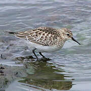 Baird's Sandpiper