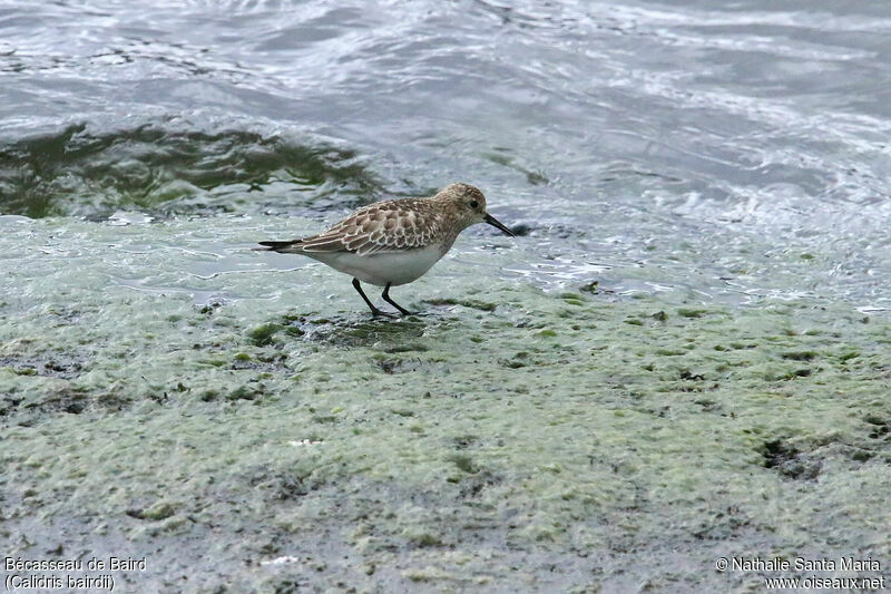 Bécasseau de Bairdadulte, identification, marche