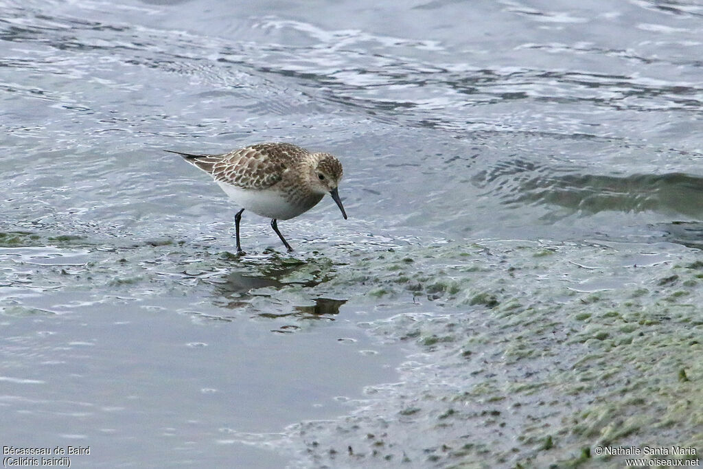 Baird's Sandpiperadult, identification, fishing/hunting