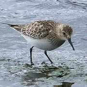 Baird's Sandpiper